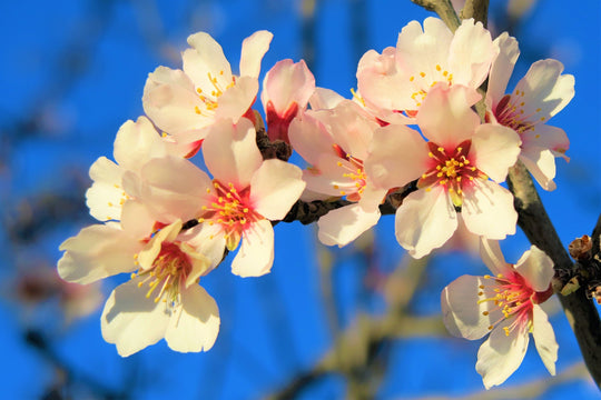 DISCOVER THE AMAZING SIGHT OF ALMOND TREES IN BLOOM